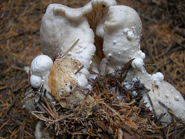 Volvariella surrecta   (Knapp)   Singer